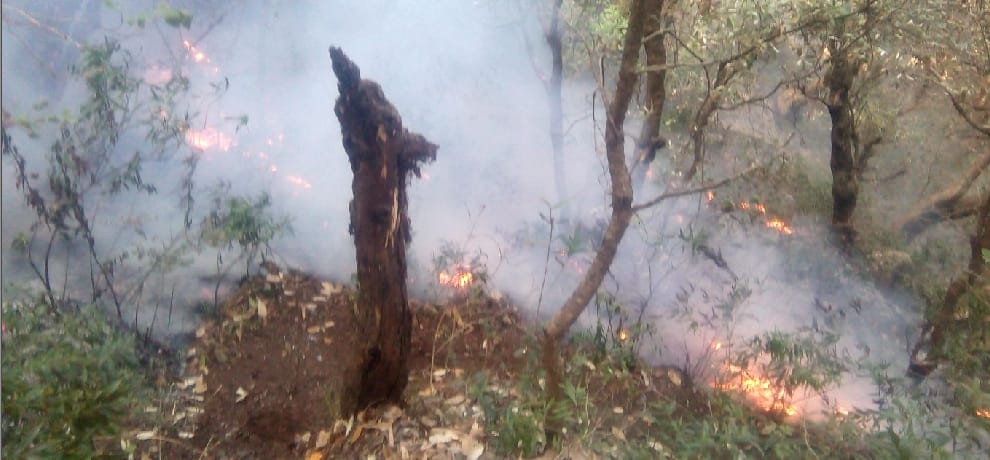 action on people for uttarakhand forest fire