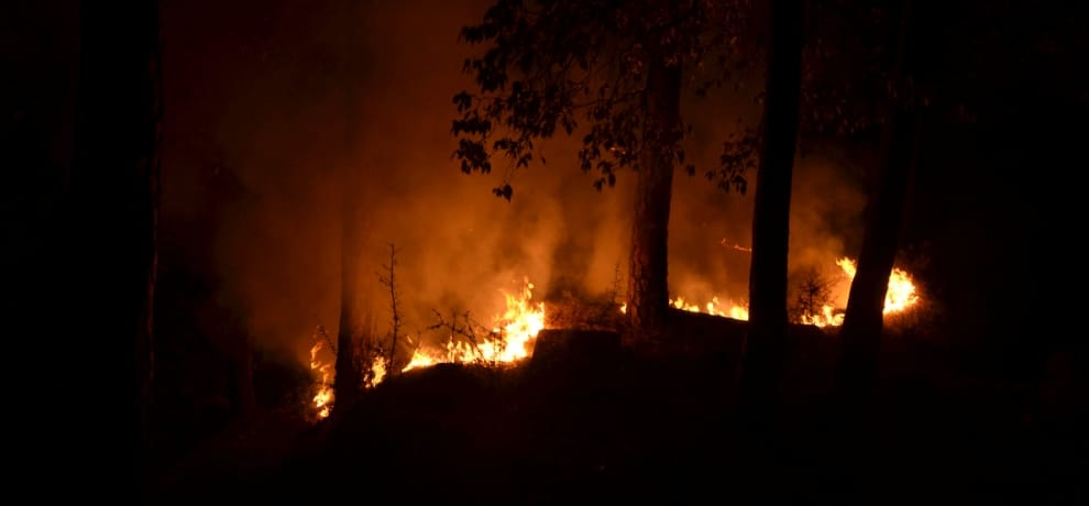 forest Staff holidays canceled