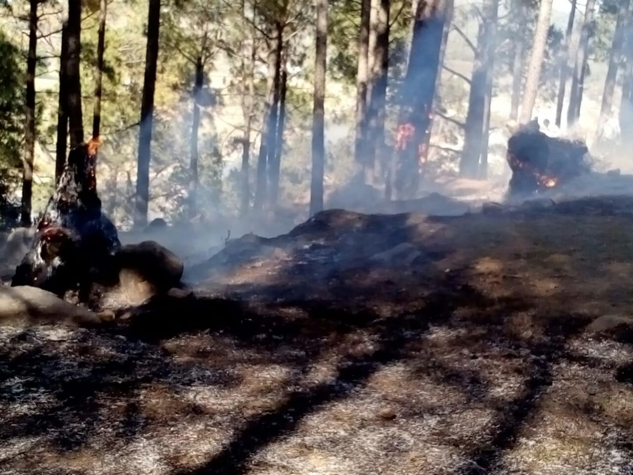 6000 labor working for preventing wildfire in uttarakhand