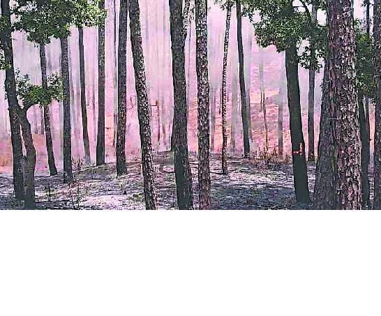 ranikhet forest are burnnig