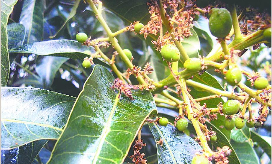 The raid on the common insect Mango Hopper