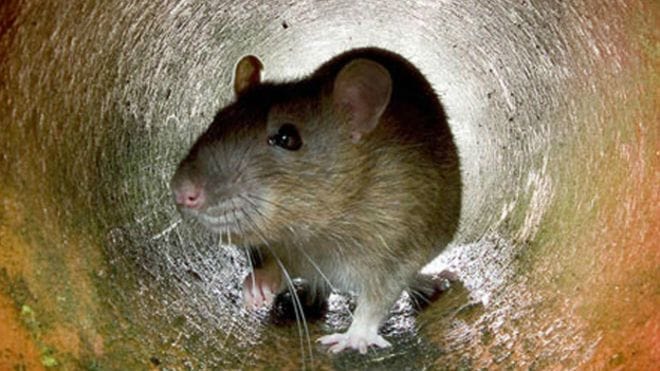rat bites casue panic in peshawar