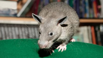 rat bites casue panic in peshawar