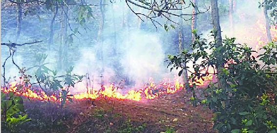 The forest fire in Ranikhet