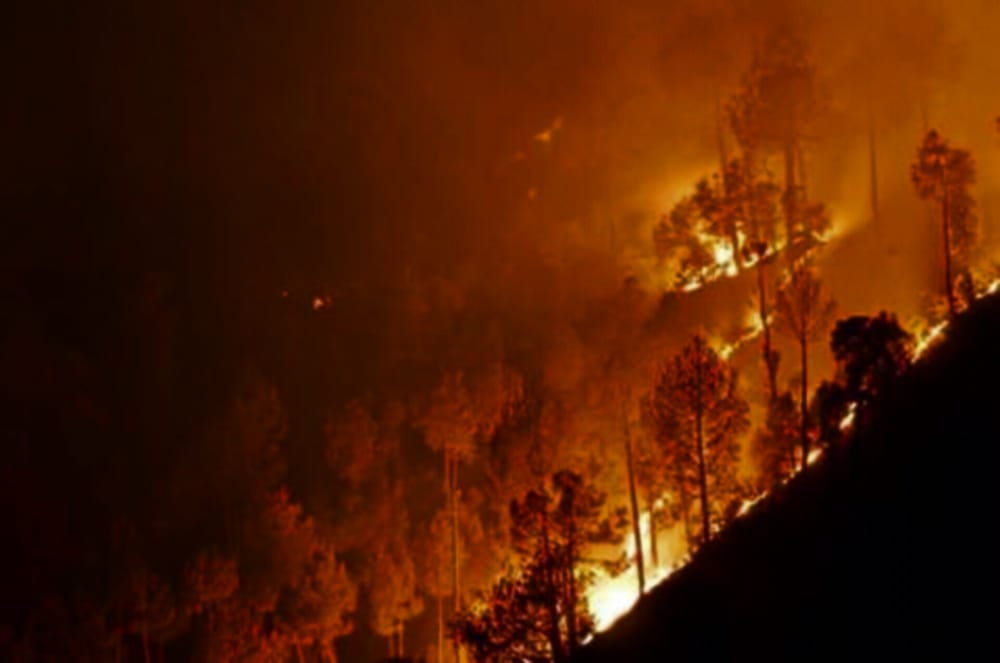 report of loss by forest fire send to centre.