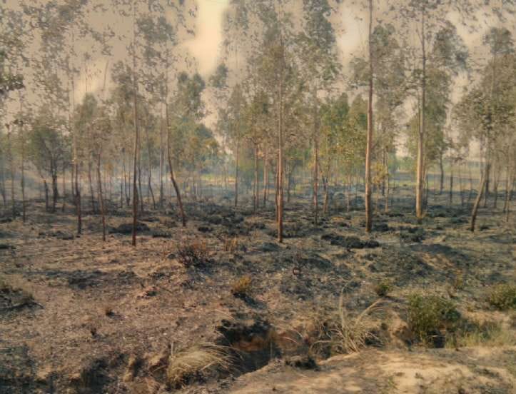  Raypurrani, 15 acre, forest, fire