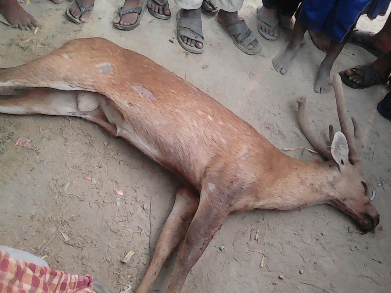 deer found dead, officials not responded
