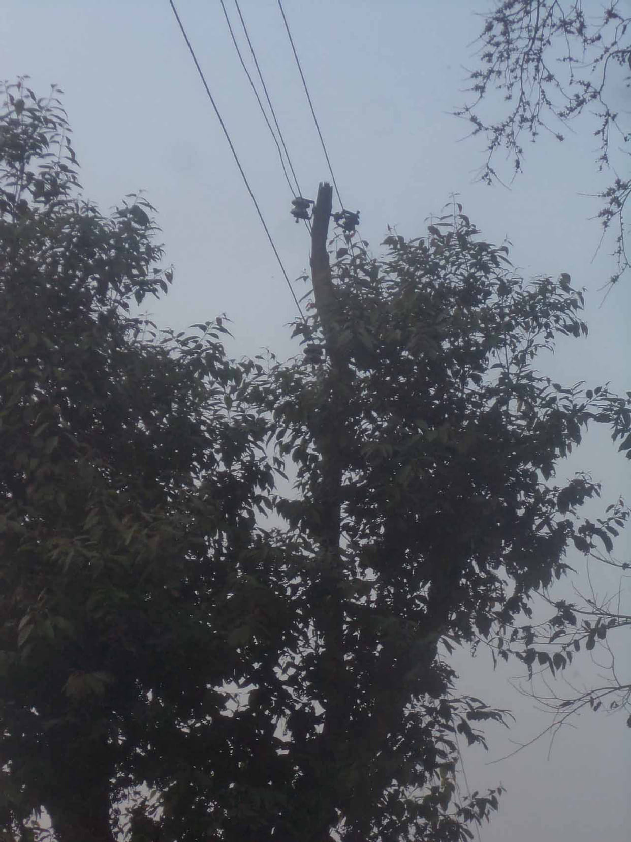 tree used as electricity pole