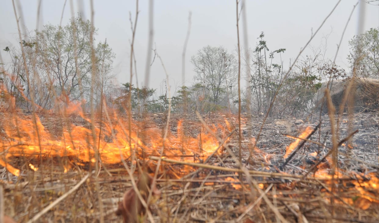 uttarakhand forest fire photo