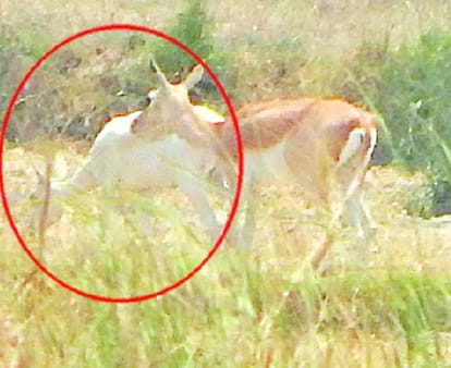Camera captured the rare white deer in Aligarh.