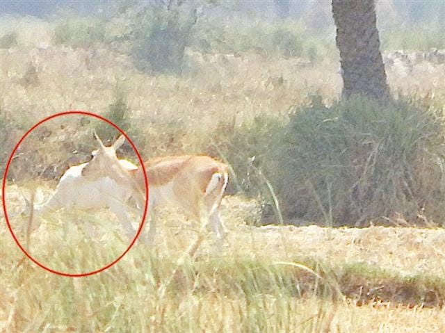 White deer wandering in forests parched