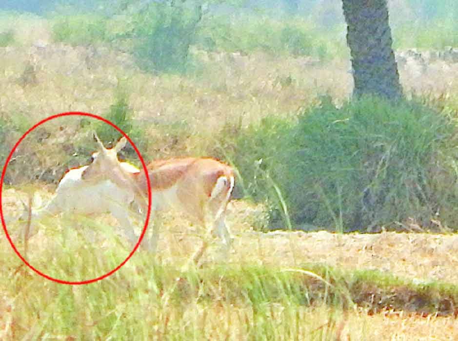 Camera captured the rare white deer in Aligarh.