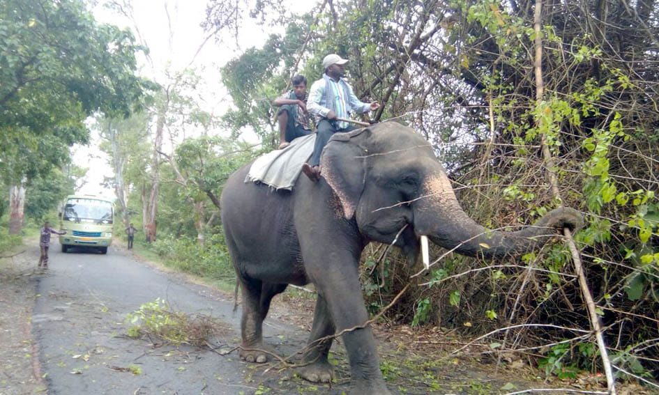 Dudhwa road fell into a storm Bamboo , put jam