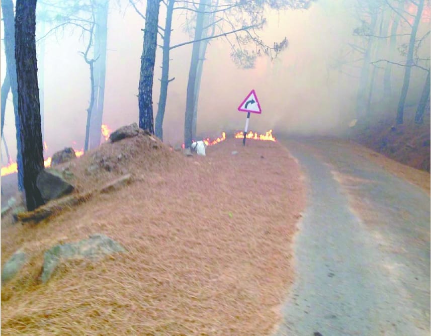 fire in billawar Forest