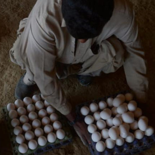 is militants selling eggs and chicken in libya