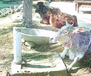 15.60 crore were washed