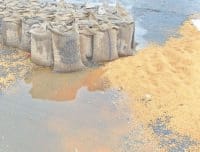 what, destroy in rainfall, wheat, rainfaal, mandi