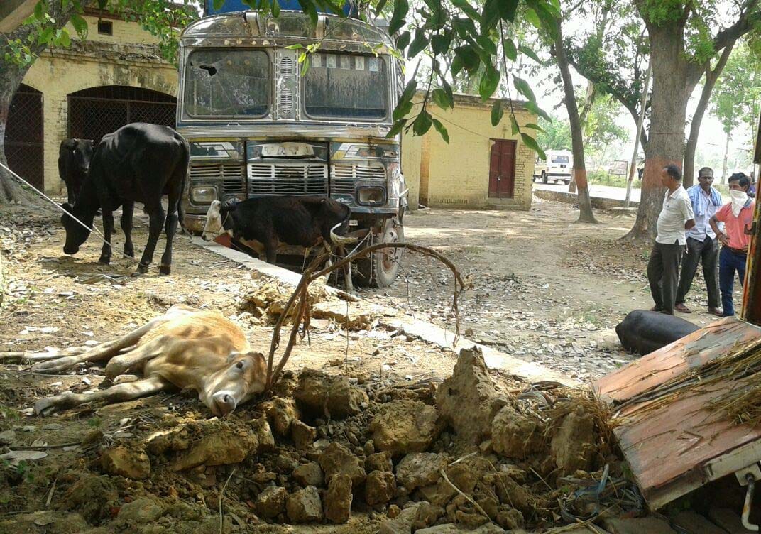 10 catle recovered 