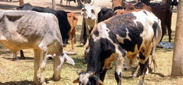 smuggler arrest, pathankot cattle smuggler arrest, police arrest smuggler, pathankot, amritsar