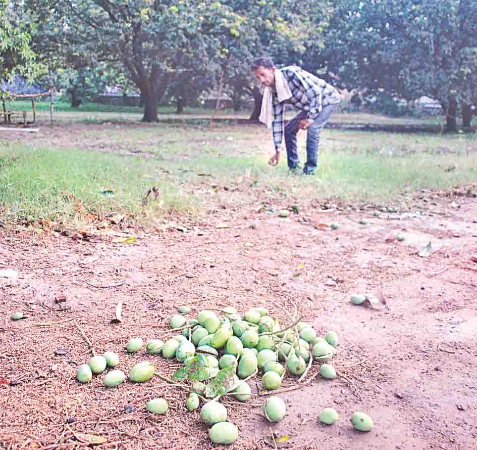 damage orchard