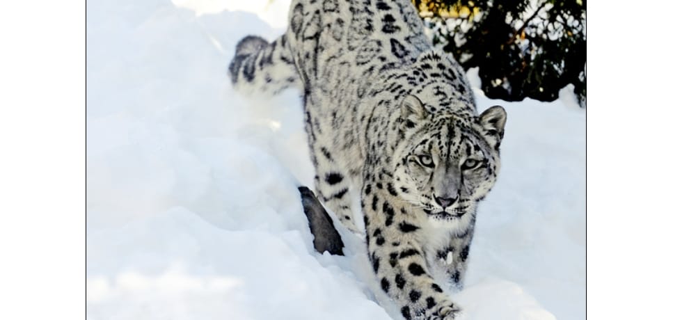 Special project in three states to save snow leopard.