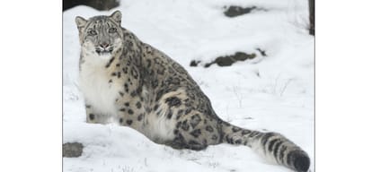 Special project in three states to save snow leopard.