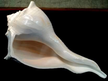 why shankh is not used in lord shiva puja