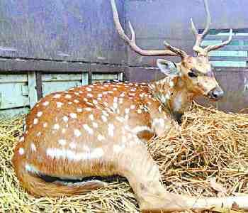 Villagers rescued deer to the dogs