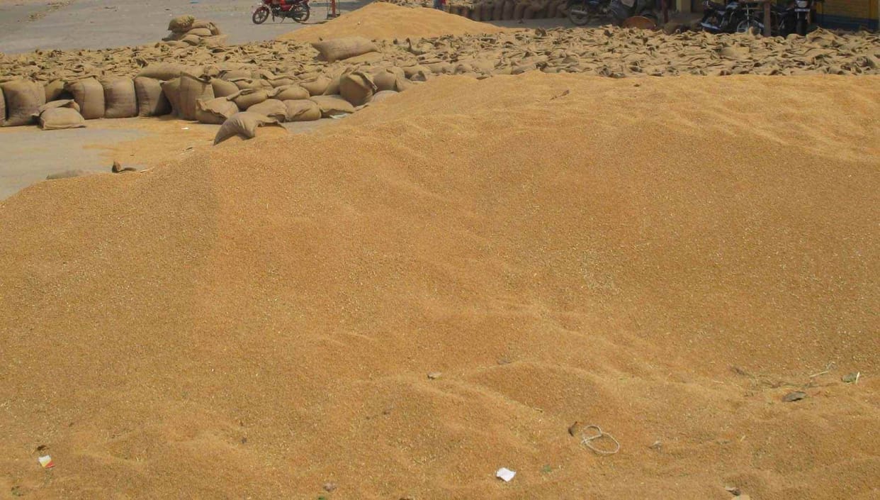 Traders of Punjab excited by the demand for wheat across the world