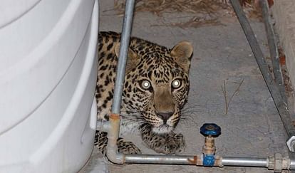 Compensation of Rs 10 lakh will be given if killed in attack by wild animals