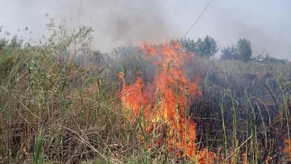 जंगल की आग