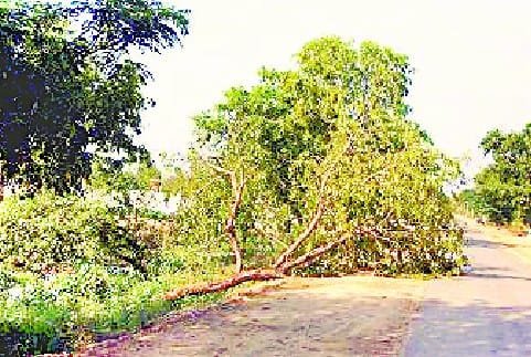  Half overthrown by rain havoc
