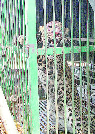 Entered the home cage Guldar