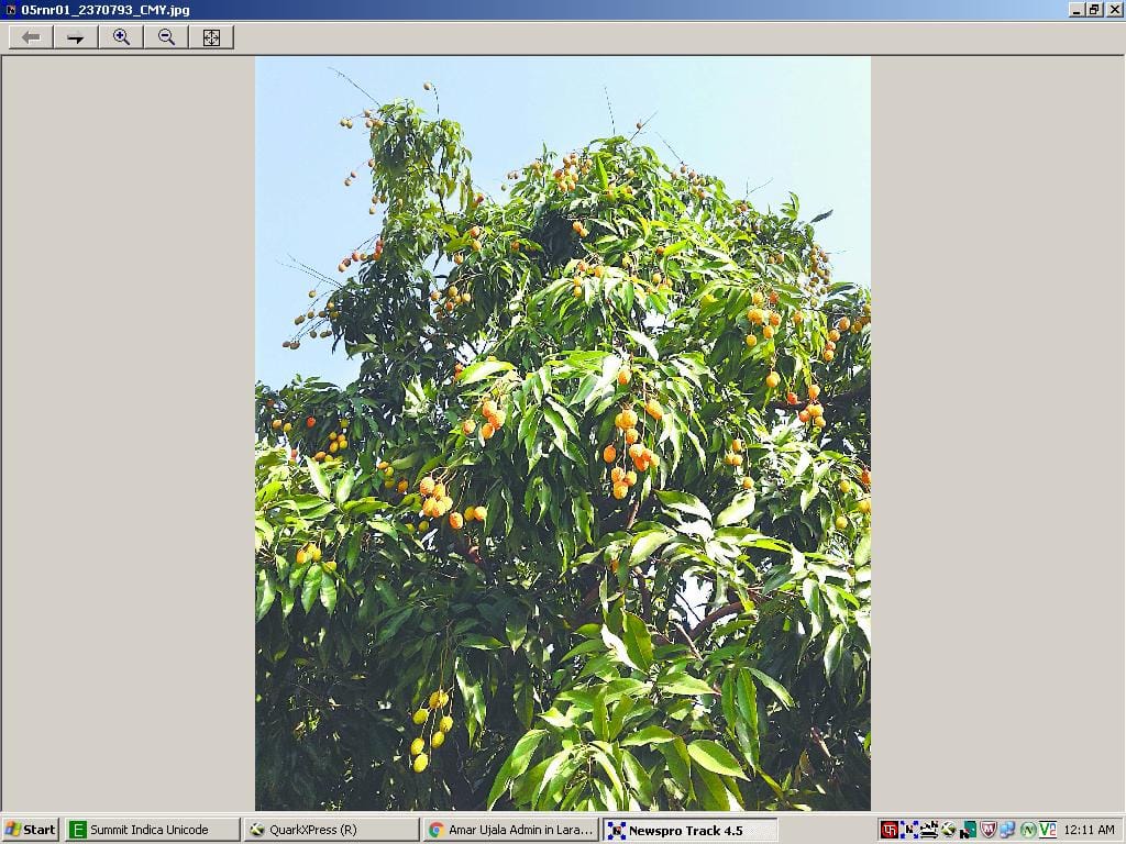 Six thousand metric tonnes of litchi production