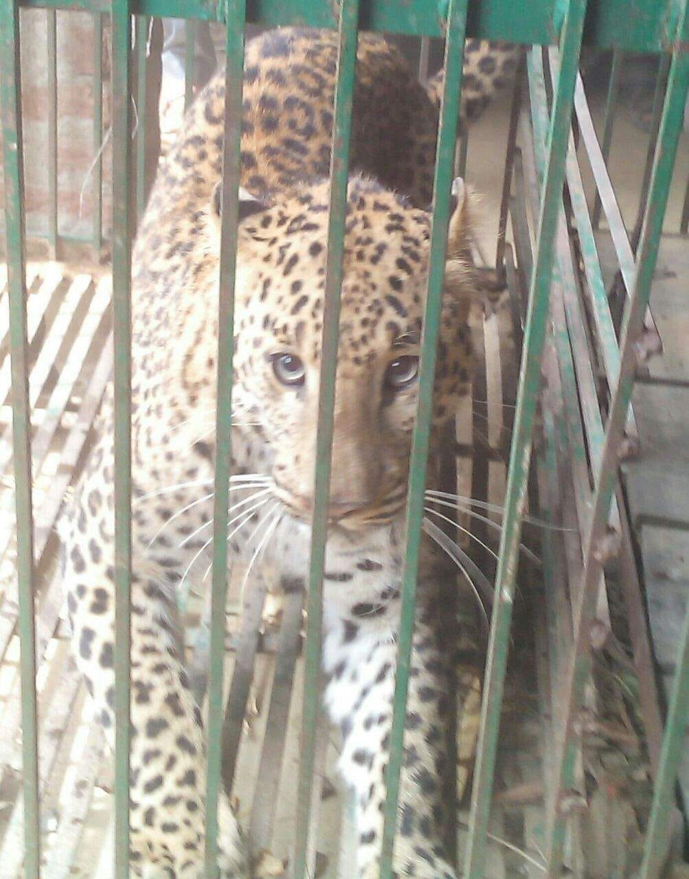 leopard caught by villeger