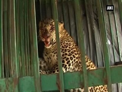 Thirsty leopard wanders into village
