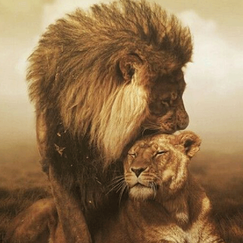 jungle king on a romantic date