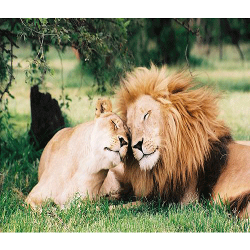 jungle king on a romantic date