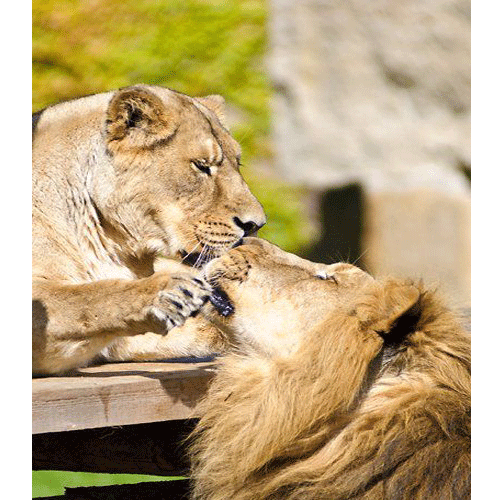 jungle king on a romantic date