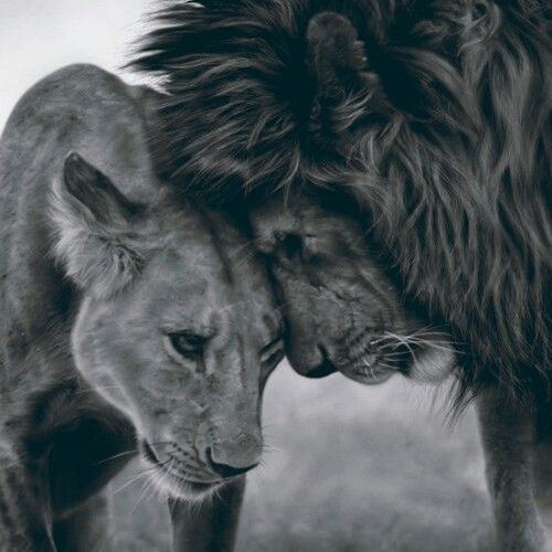 jungle king on a romantic date