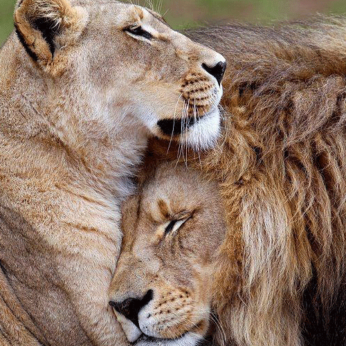 jungle king on a romantic date