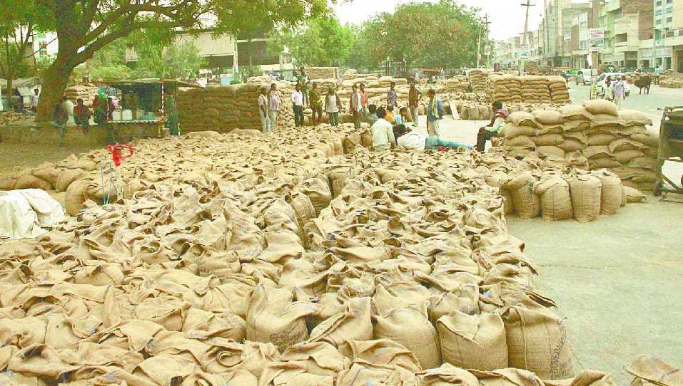 Sirsa News, Hindi News, Agriculture, wheat, King, one crore quintel, Sirsa