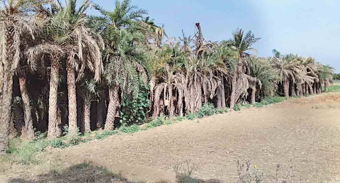 Vastu tips for trees in Home Do not plant these five trees at home