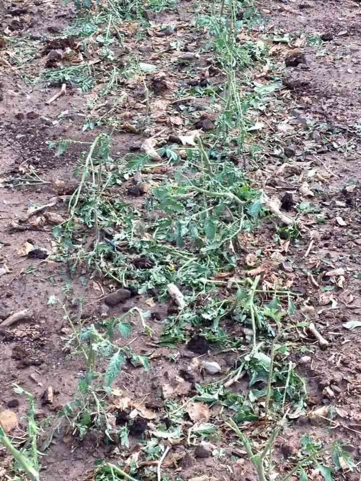 aggriculture destroy havvy rain