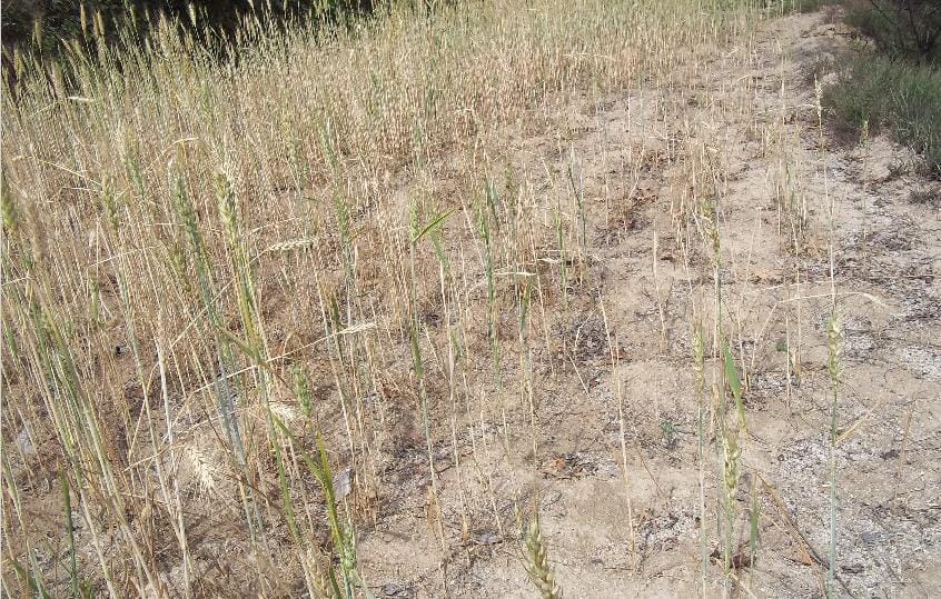 Wheat growth has not