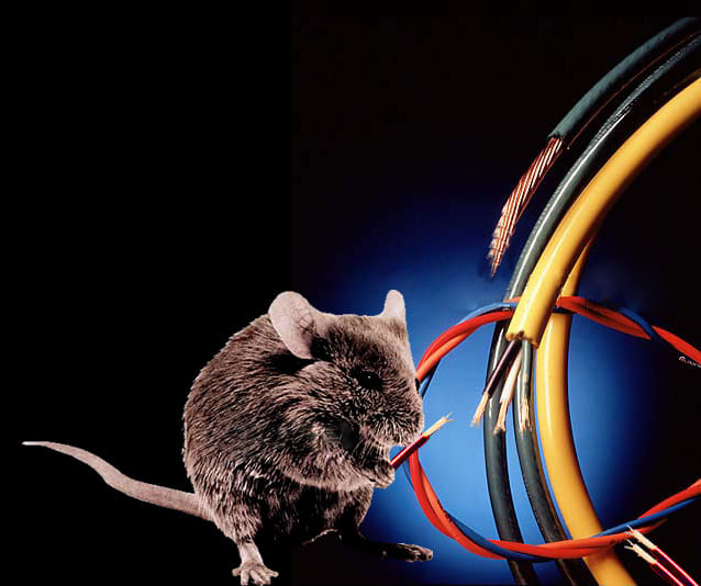 CT scanner machine wire bitten by rat