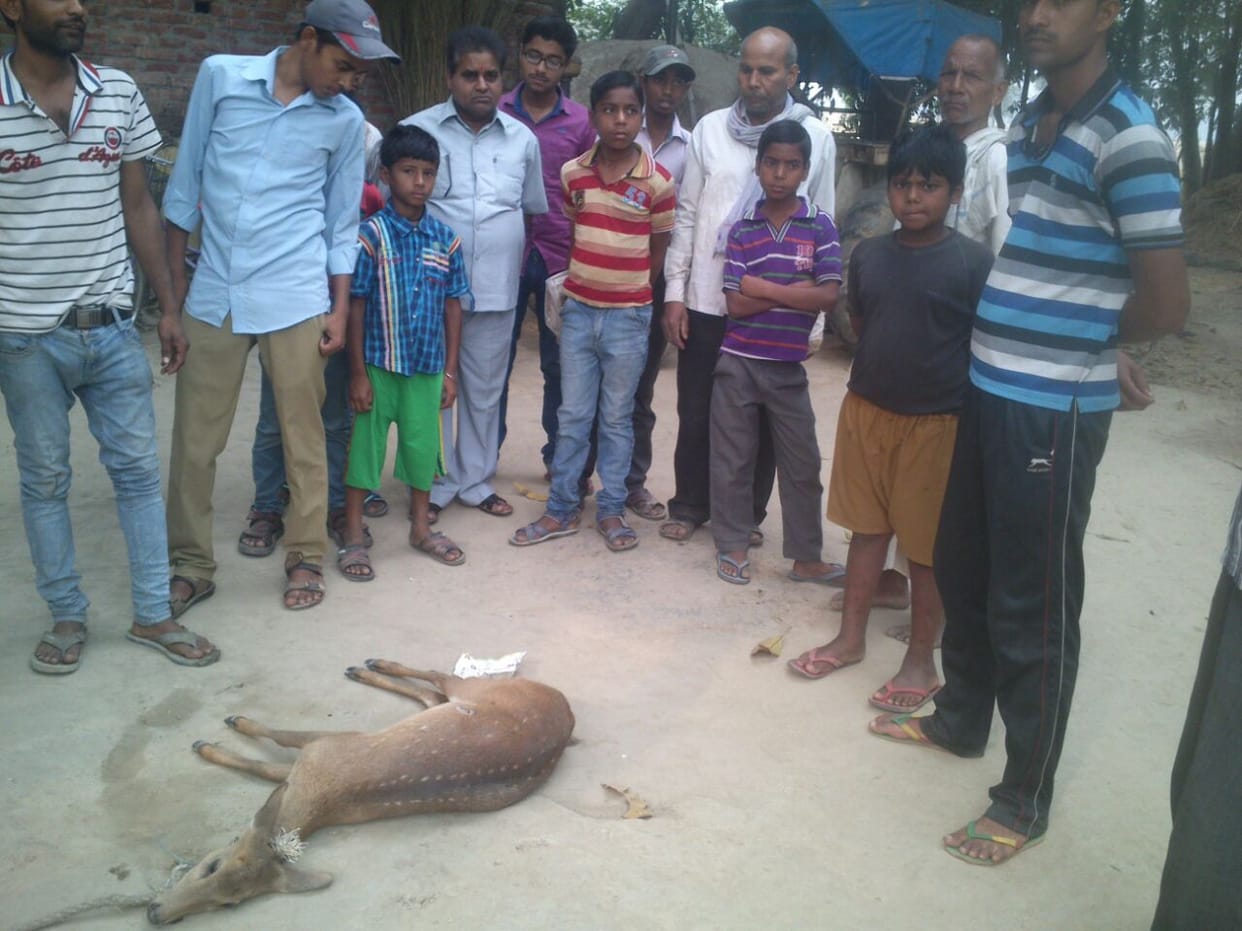 Villagers rescued dogs buck