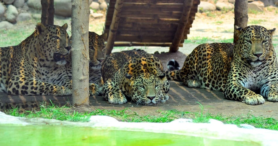 chhatbir zoo, animal life, summer season, chhatbir zoo zirakpur, zirakpur zoo