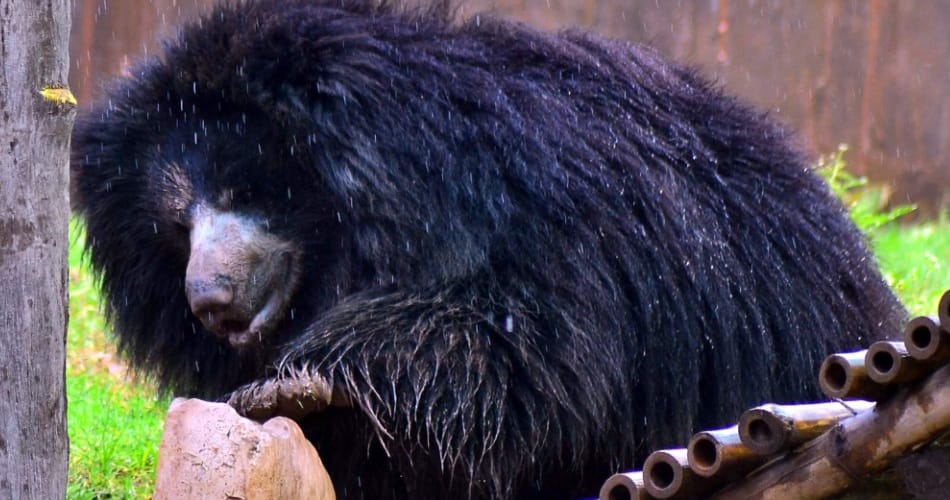 chhatbir zoo, animal life, summer season, chhatbir zoo zirakpur, zirakpur zoo