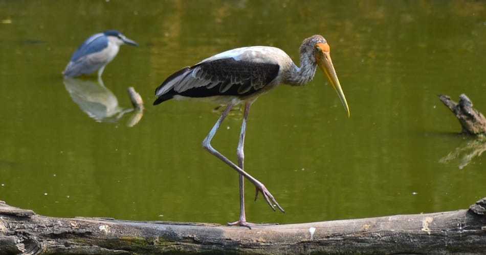 chhatbir zoo, animal life, summer season, chhatbir zoo zirakpur, zirakpur zoo
